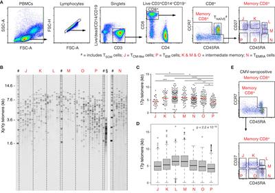 T cell memory revisited using single telomere length analysis